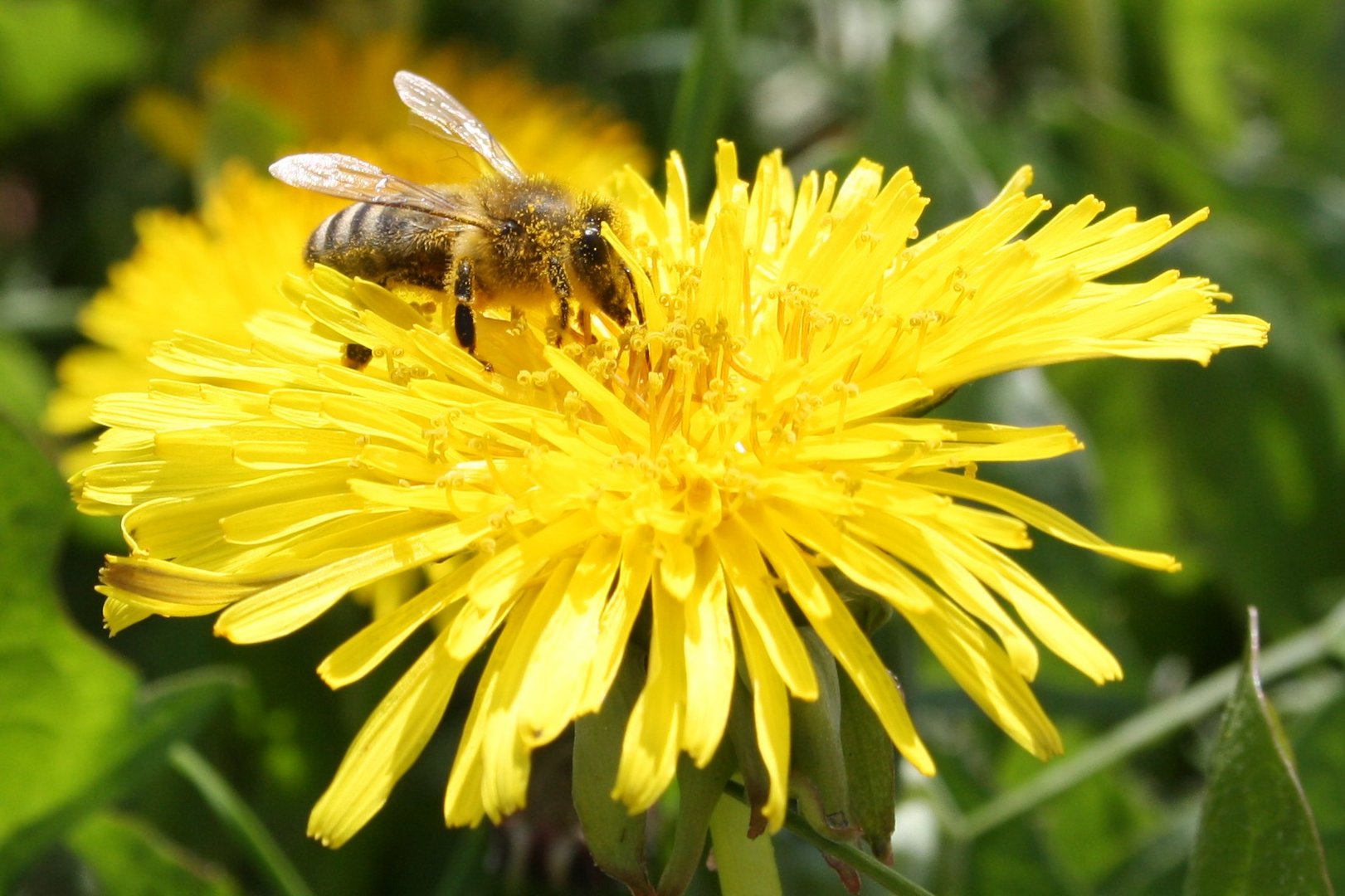 Fleissiges Bienchen