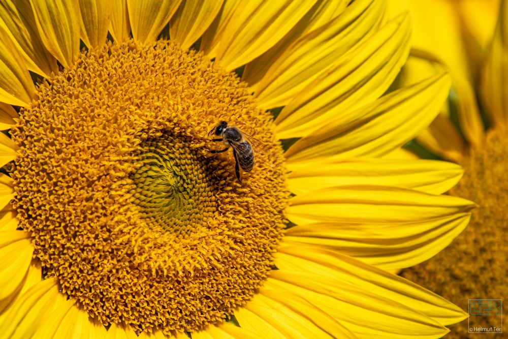 . . . fleißiges Bienchen