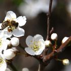 fleissiges Bienchen