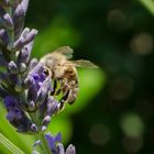 Fleißiges Bienchen