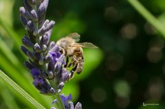 Fleißiges Bienchen