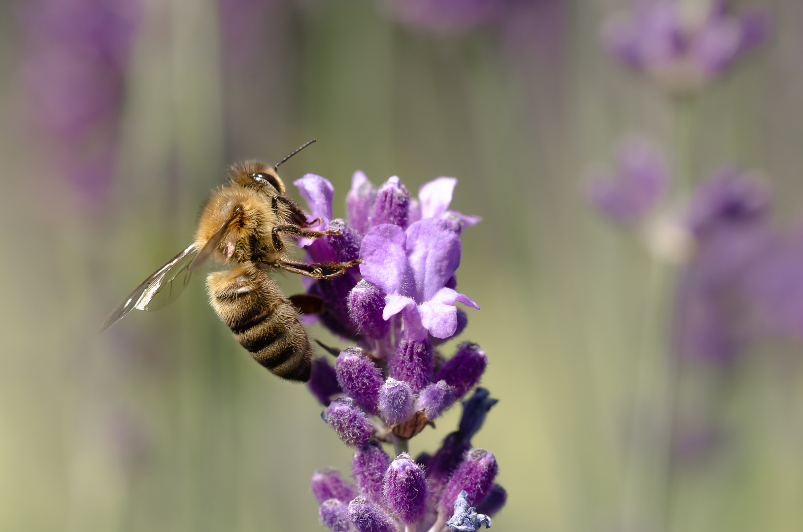 Fleißiges Bienchen