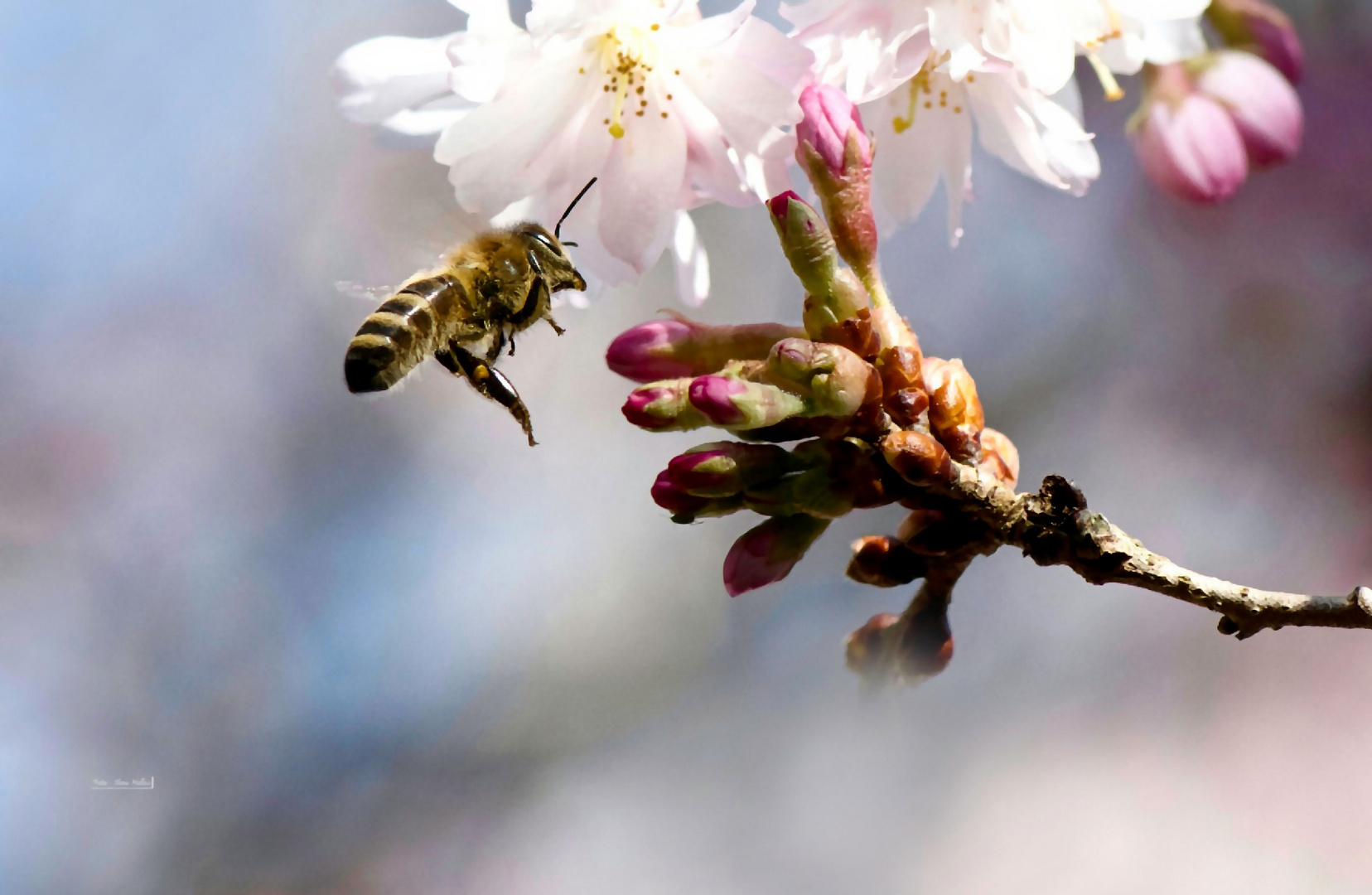 Fleißiges Bienchen