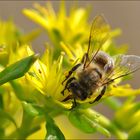 fleißiges Bienchen