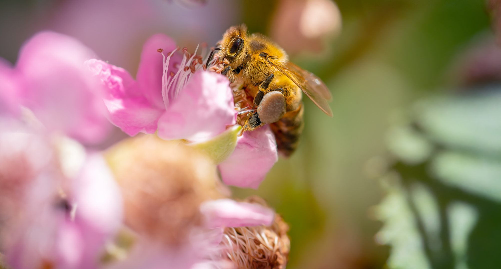 Fleißiges Bienchen