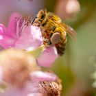 Fleißiges Bienchen