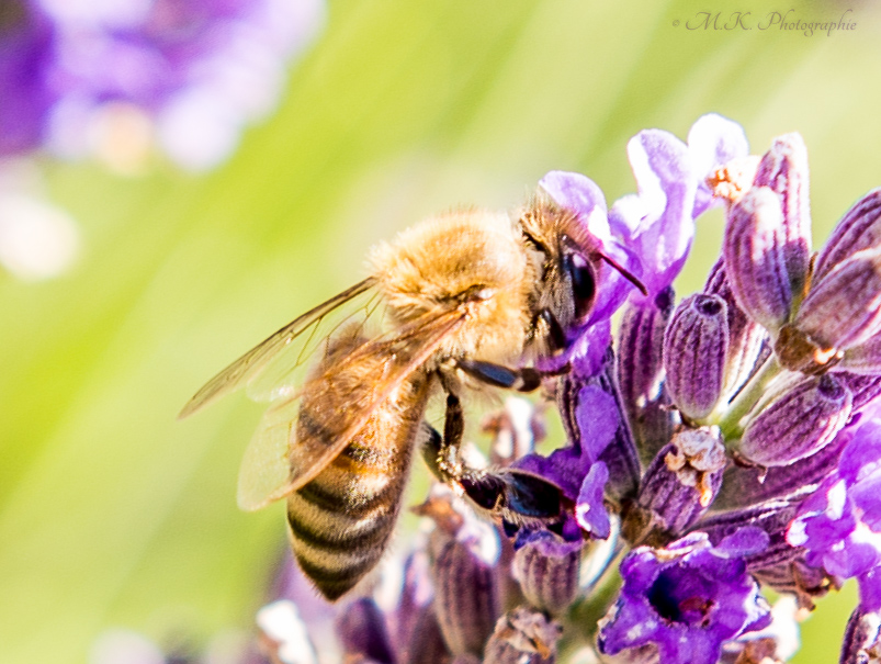 Fleissiges Bienchen