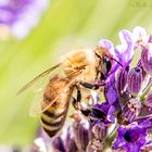 Fleissiges Bienchen