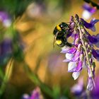 fleißiges Bienchen