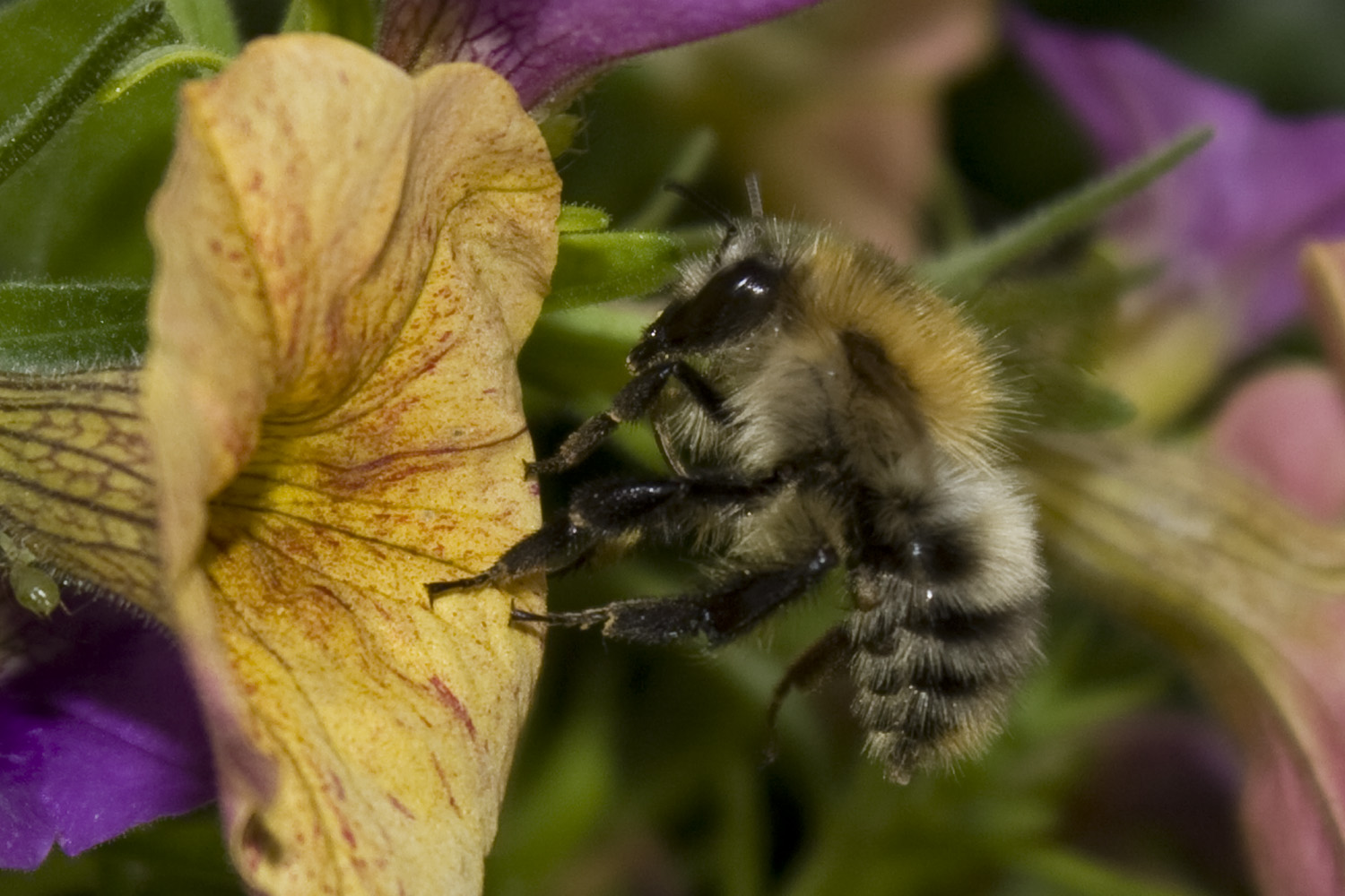 fleißiges Bienchen !