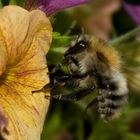 fleißiges Bienchen !