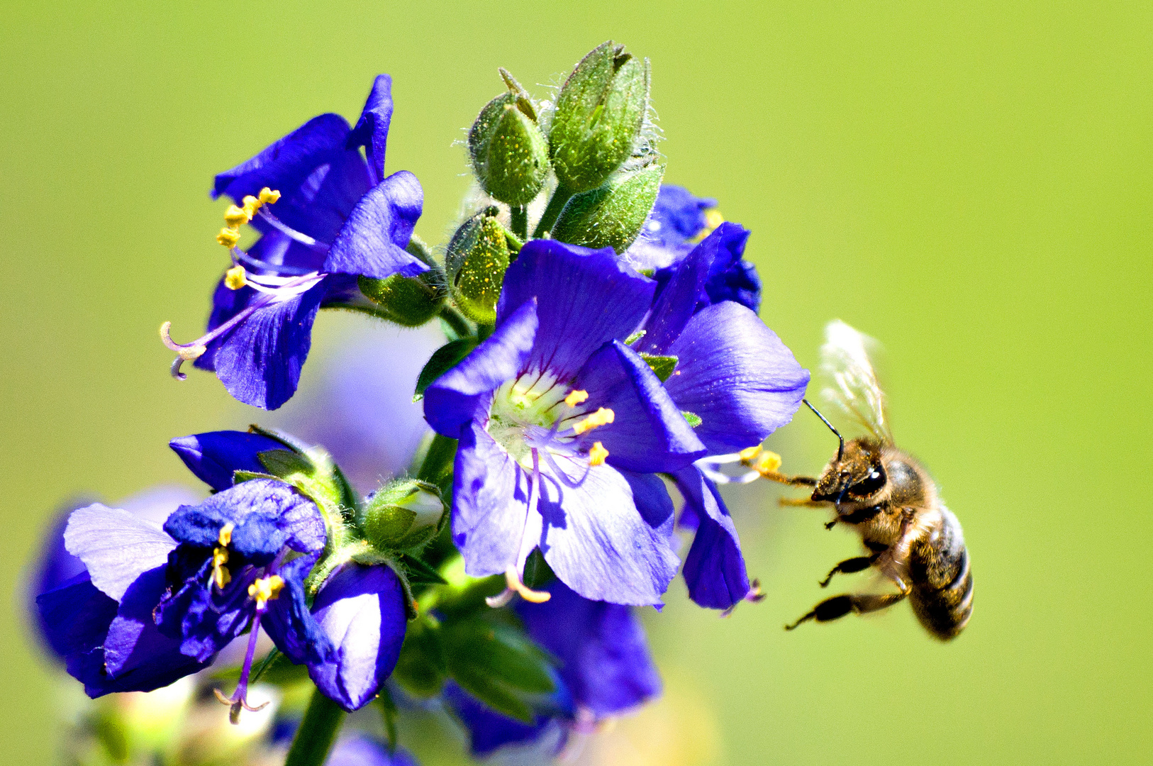 fleißiges Bienchen