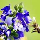 fleißiges Bienchen