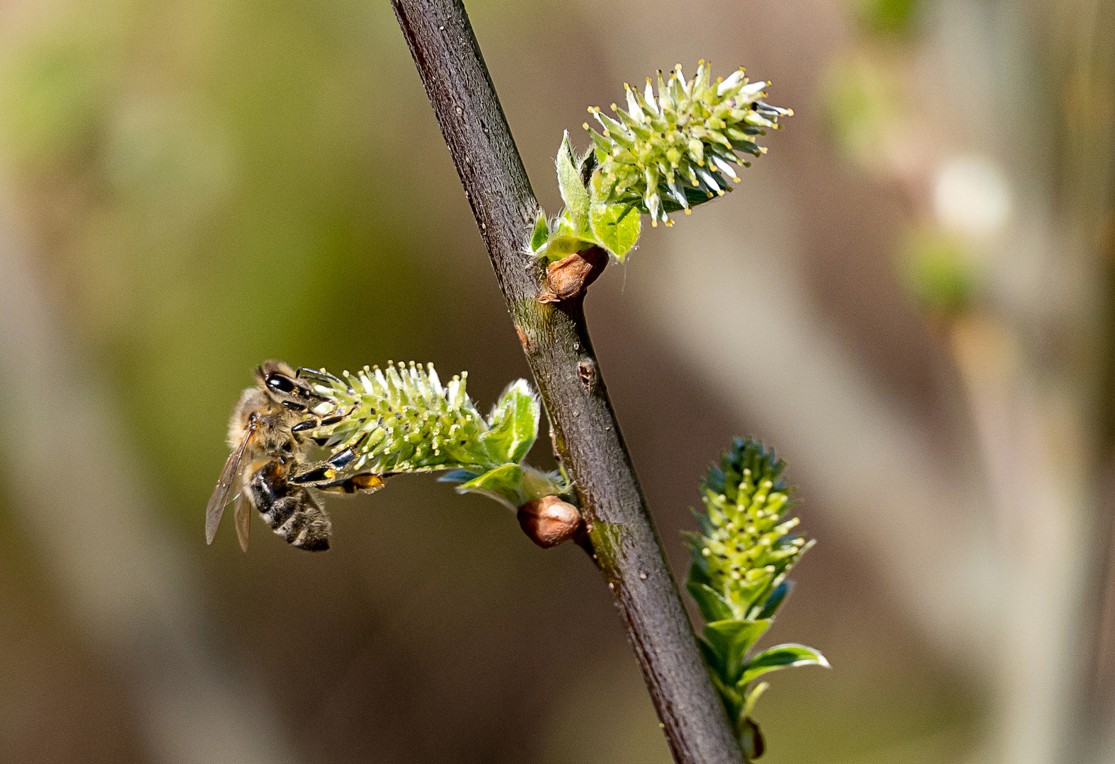 Fleißiges Bienchen