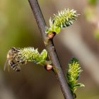 Fleißiges Bienchen