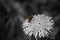 Fleissiges Bienchen