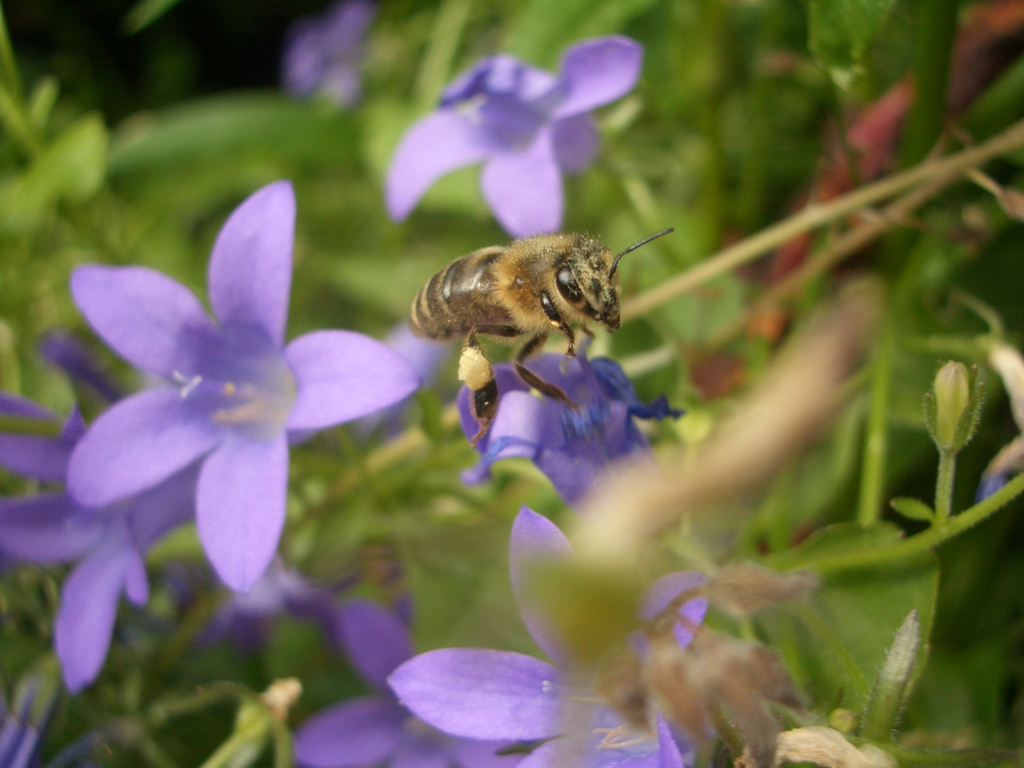 Fleißiges Bienchen...