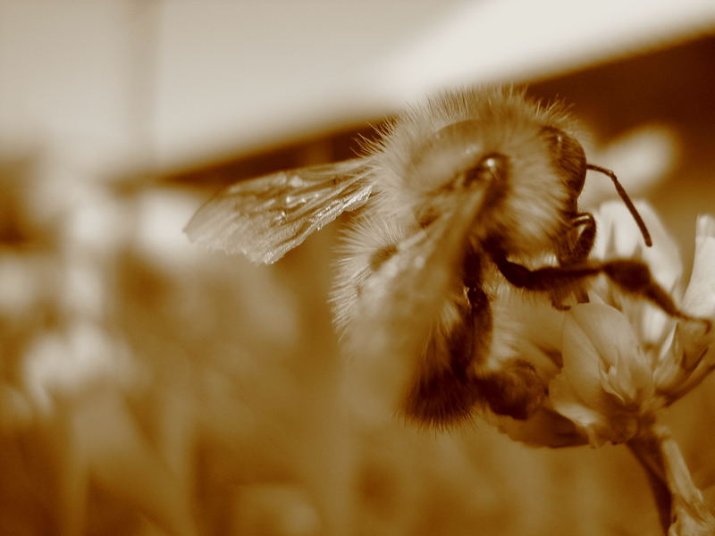 fleißiges Bienchen