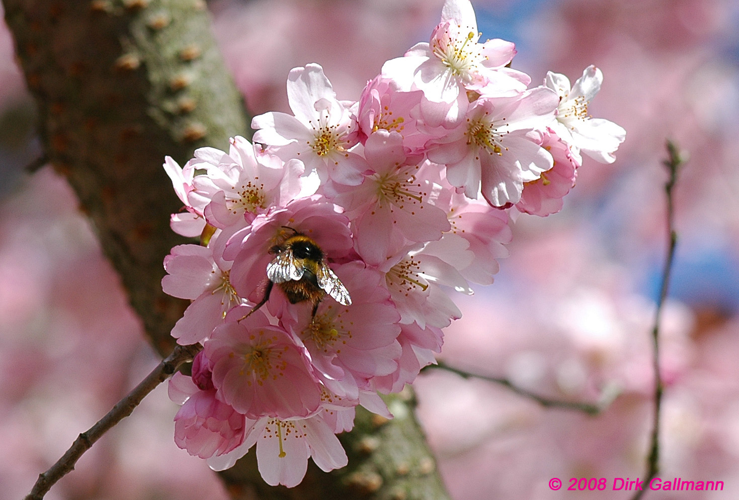 fleißiges Bienchen