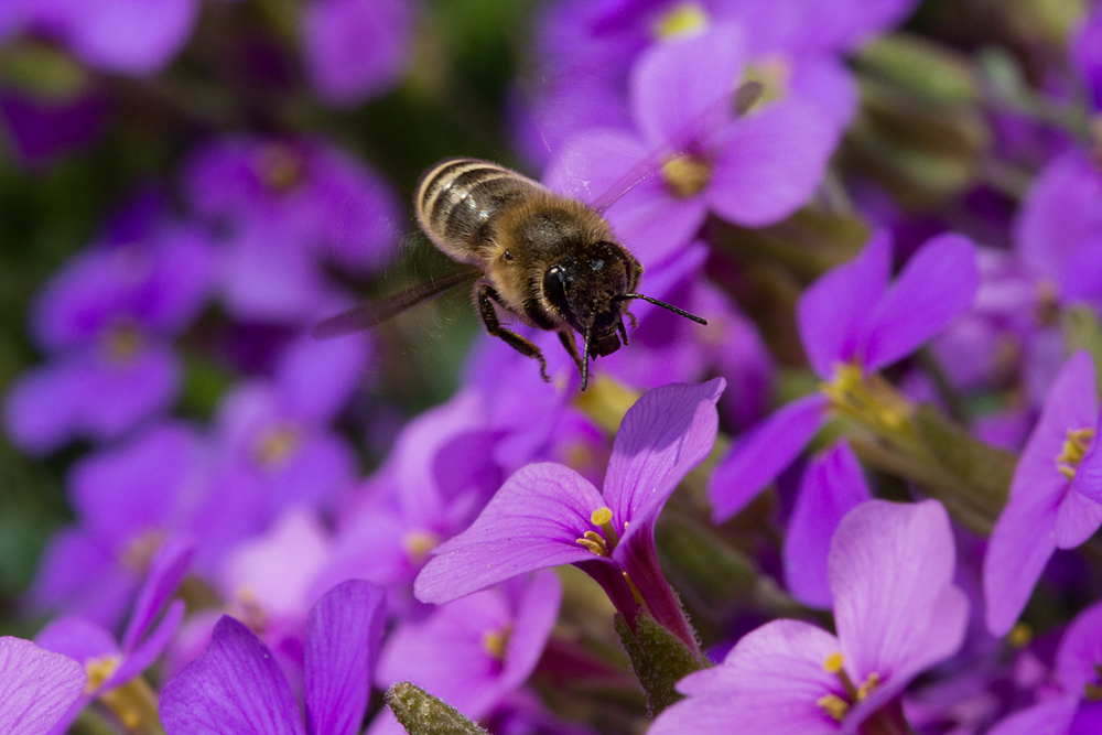 fleißiges Bienchen