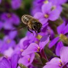 fleißiges Bienchen