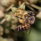 Fleissiges Bienchen