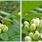 fleißiges Bienchen