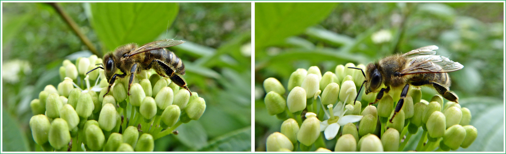 fleißiges Bienchen