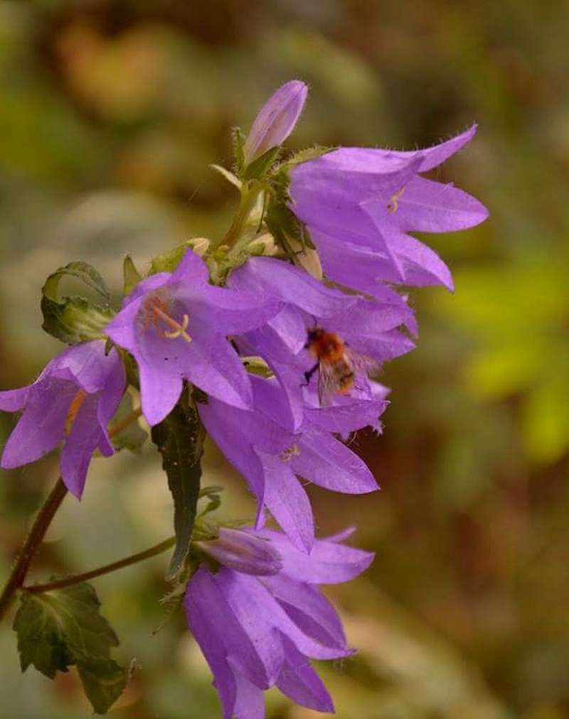 Fleißiges Bienchen