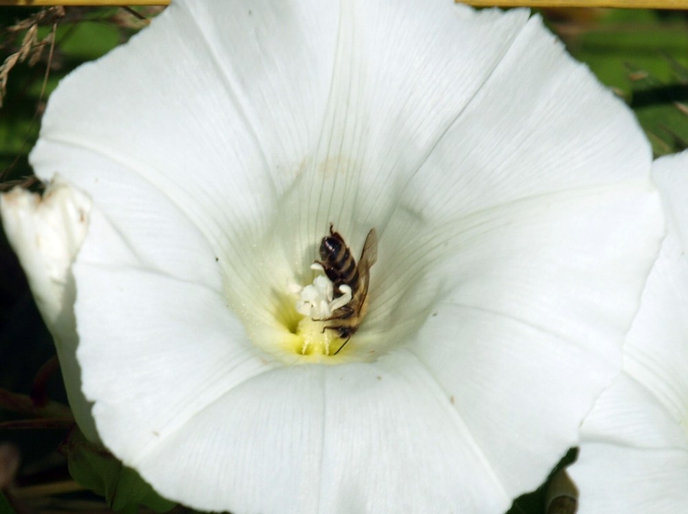 Fleissiges Bienchen