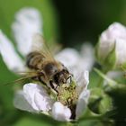 Fleißiges Bienchen