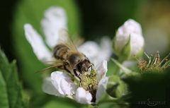 Fleißiges Bienchen