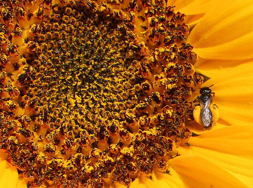 Fleissiges Bienchen