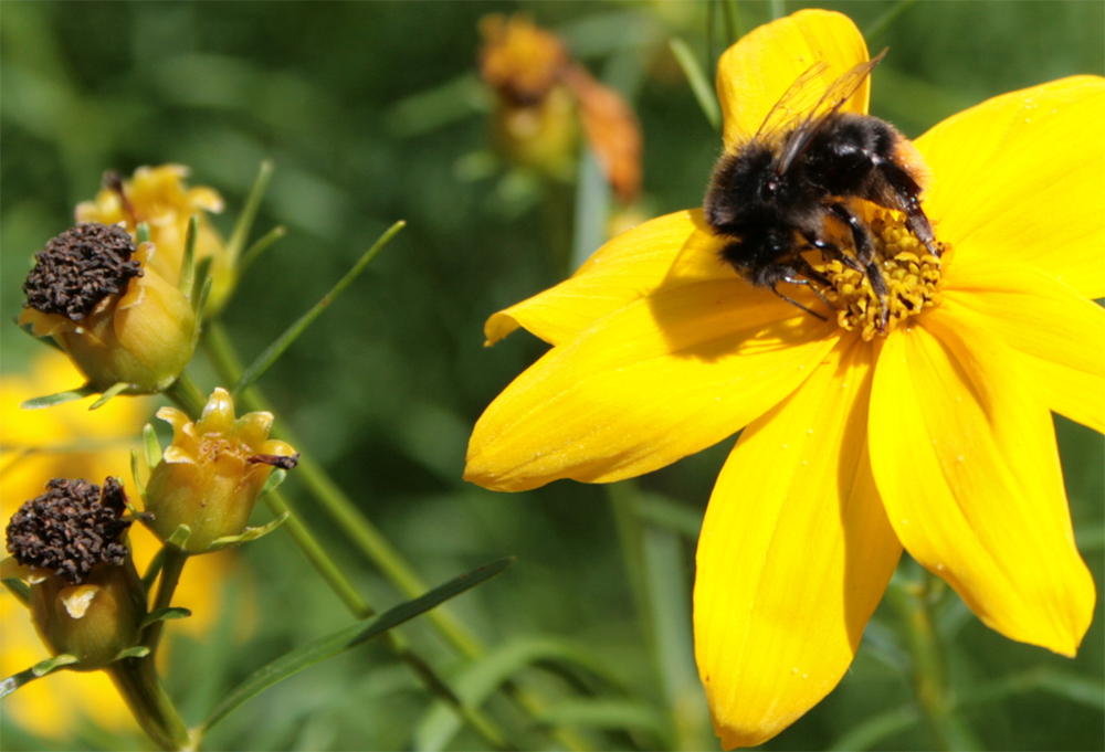 Fleißiges Bienchen