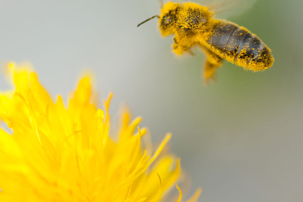 Fleissiges Bienchen