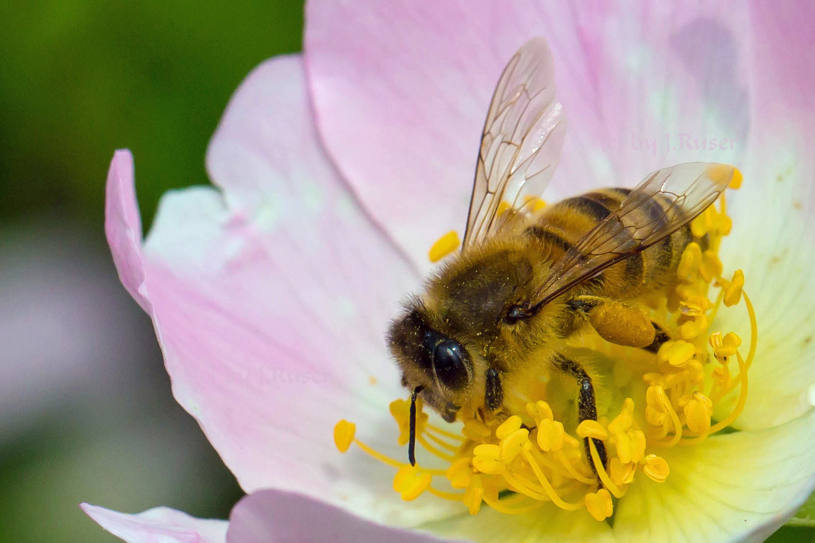 fleißiges Bienchen