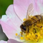 fleißiges Bienchen