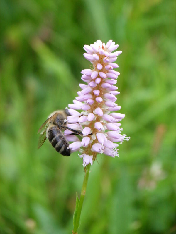 Fleißiges Bienchen