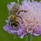 Fleißiges Bienchen