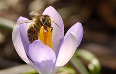 Fleißiges Bienchen