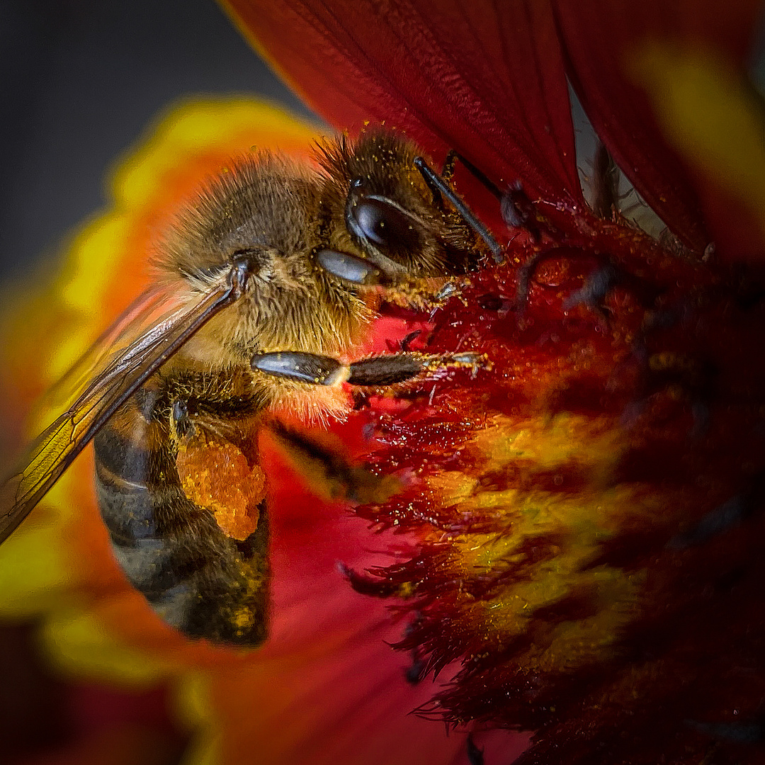 Fleißiges Bienchen