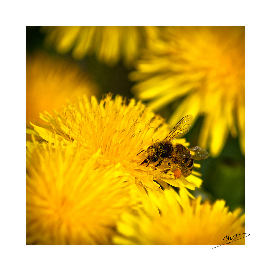 Fleissiges Bienchen