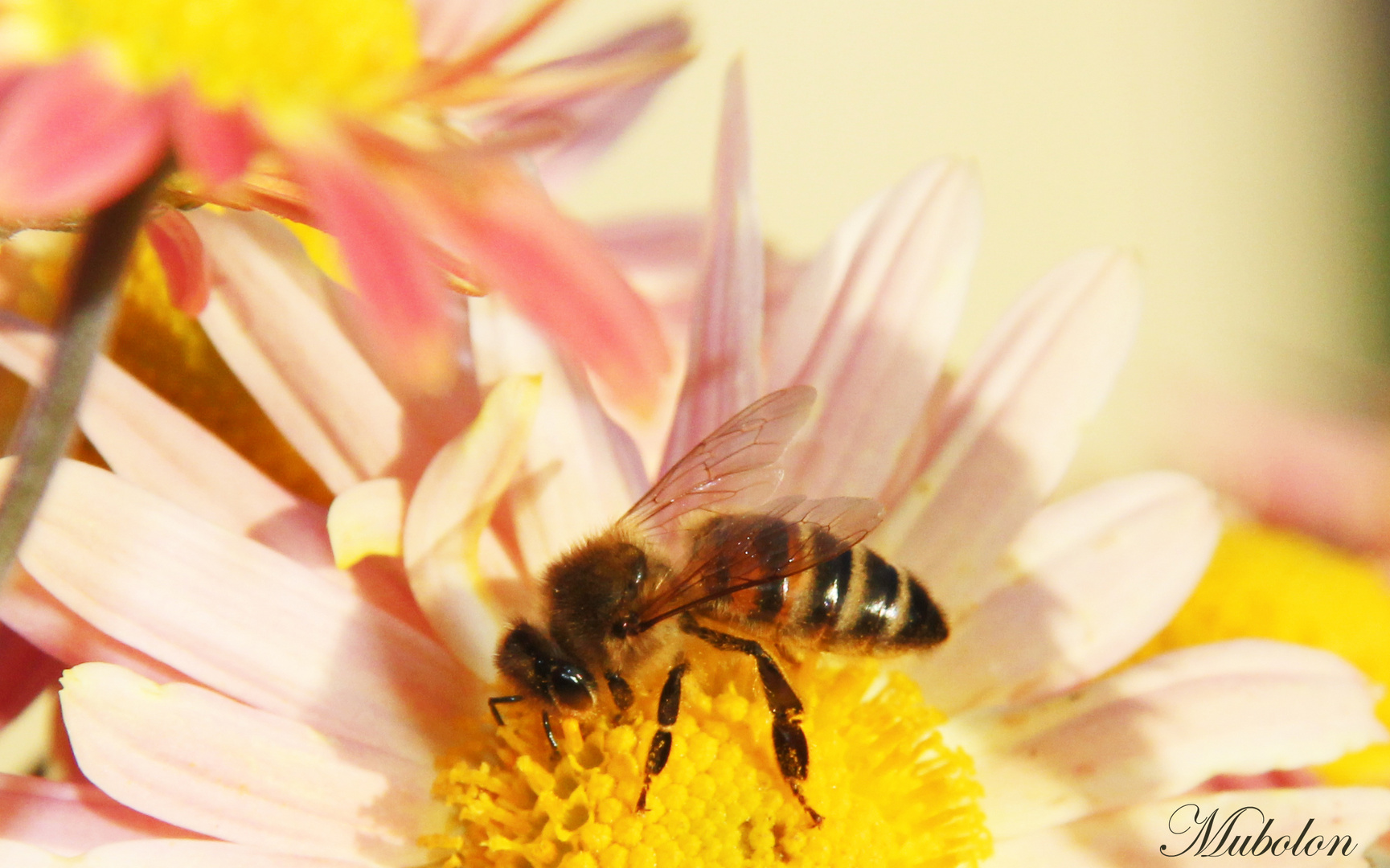 Fleissiges Bienchen