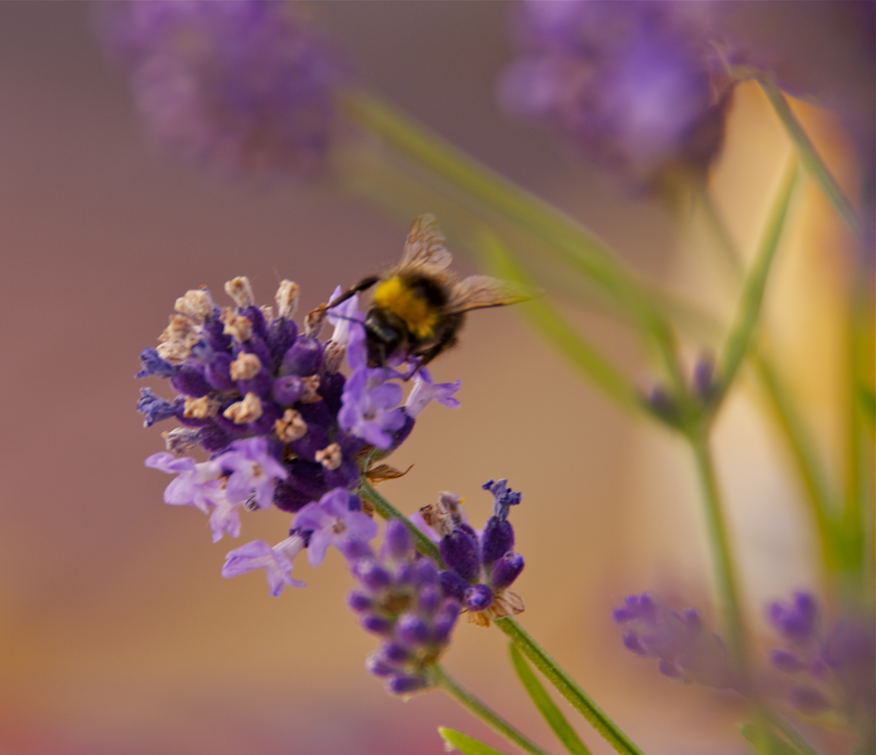 Fleißiges Bienchen am Lavendel