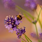 Fleißiges Bienchen am Lavendel