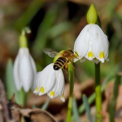 Fleißiges Bienchen am Märzenbecher