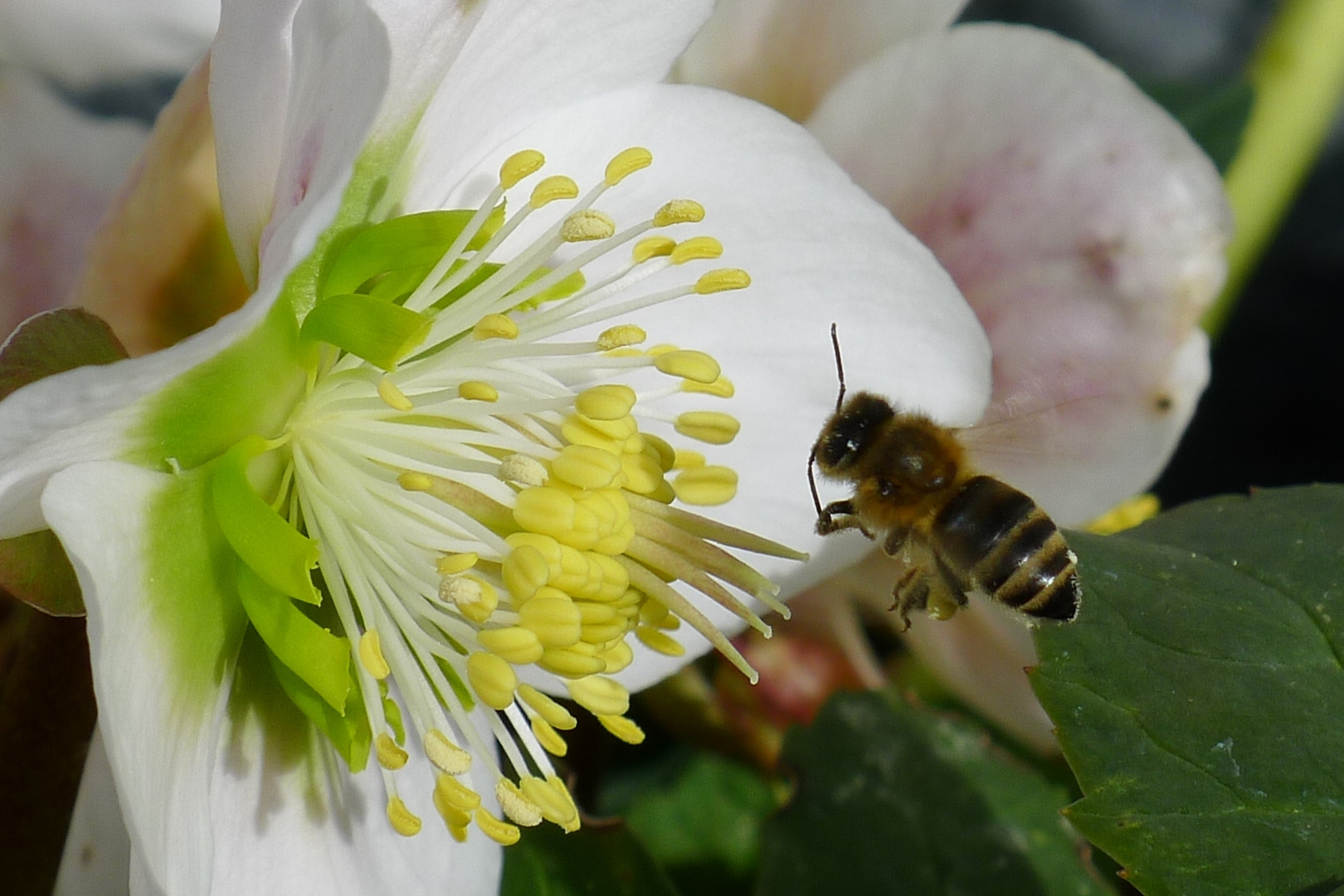 Fleißiges Bienchen an Christrose