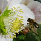 Fleißiges Bienchen an Christrose