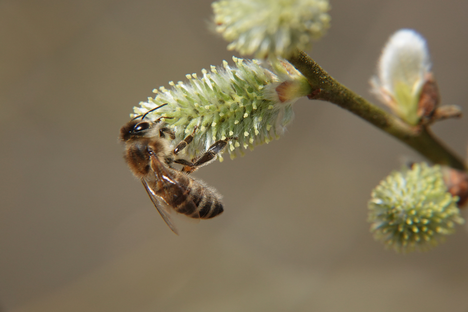 Fleißiges Bienchen an Weidenkätzchen