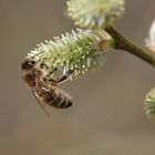 Fleißiges Bienchen an Weidenkätzchen